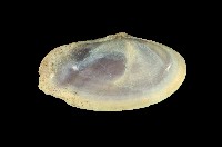 藏品(西施舌)的圖片